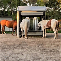 Drei Pferde fressen an der zeitgesteuerten Heuraufe