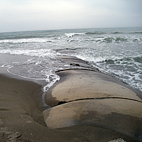 Buhnen und Wellenbrecher am Strand für Küstenschutz