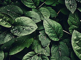 Grüne Blätter symbolisieren die Nachhaltigkeit des Fortrac T eco Geogitters aus 100% recyceltem PET