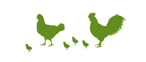 Illustration von Hühnern und Küken für die Vorteile der Lubratec Trennlage in der Geflügelhaltung