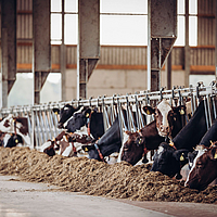 Kühen im Stall, die am Fressen sind, mit Verweis auf Lubratec SmartBox