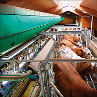 Lubratec Tube Cool oberhalb einer Melkstation zur kühlenden Belüftung der Kühe während des Melkvorgangs