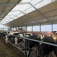 Lichtfirst als natürliche Lichtquelle bei der Fütterung der Kühe in einem Milchviehstall