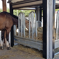 Pferde fressen an der automatisierten Futterraufe