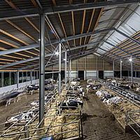 Milchviehstall mit installierten LED Leuchten als Lichtquelle für Tiere in der Nacht 